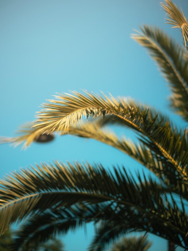 Palm leaves sway against a clear blue sky.